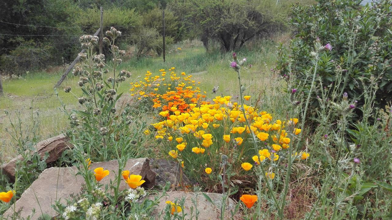 Cabana El Ingenio Villa Dış mekan fotoğraf